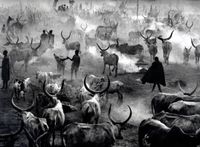 Dinka cattle camp of Amak. Southern Sudan by Sebastião Salgado contemporary artwork photography