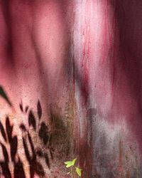 Pink Wall, Palmetto Bay, Miami by Anastasia Samoylova contemporary artwork print