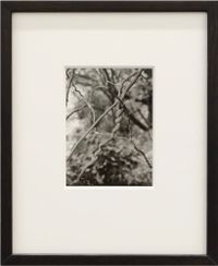 Untitled (Vines), Tokaanu Wellington by Harry Culy contemporary artwork photography