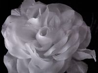 Auntie Ollie's White Rose by Fiona Pardington contemporary artwork photography