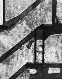 Landing Pigeon, NY, March 2 by André Kertész contemporary artwork photography