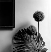 Flower by Robert Mapplethorpe contemporary artwork photography