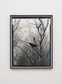 Jackdaw by Gerard Byrne contemporary artwork photography, print