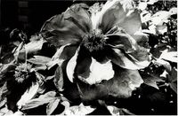 Light and Shadow 1: (Flower) by Daido Moriyama contemporary artwork sculpture, photography