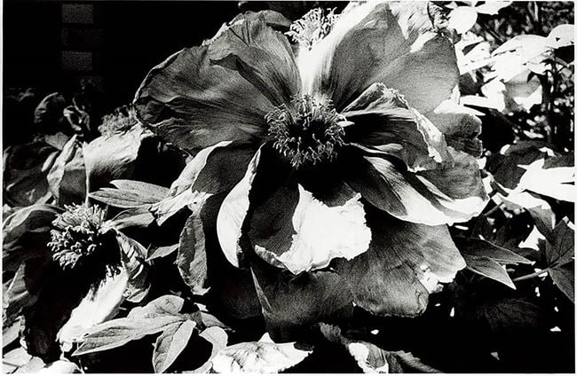 Light and Shadow 1: (Flower) by Daido Moriyama contemporary artwork