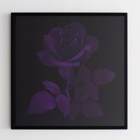 Purple Velvet Rose by Hye Rim Lee contemporary artwork photography, print