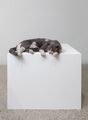 The thermals made me lazy, or The squatters (Smoky meet Monk’s Deflated Sculpture II (2009)) by Ryan Gander contemporary artwork 1