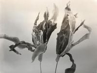 Gardenia-Forever by Chu Chu contemporary artwork works on paper