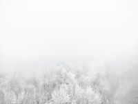 Winter forest, Switzerland by Sandro Diener contemporary artwork photography