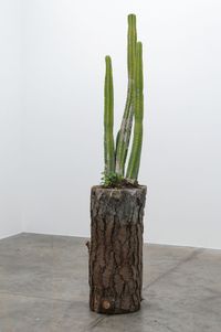 Pinus Radiata and Echinopsis Pachanoi by Robert Hood contemporary artwork sculpture