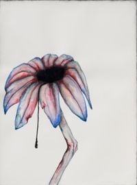 Echinacea by Grace Schwindt contemporary artwork painting, works on paper, drawing