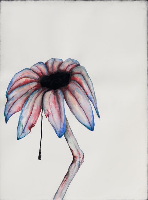 Echinacea by Grace Schwindt contemporary artwork