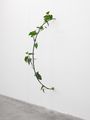 Philodendron Hederaceum (30% chance of rain) by Tania Pérez Córdova contemporary artwork 1