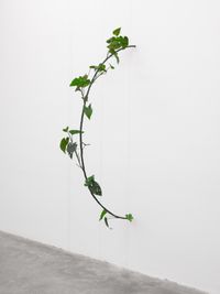 Philodendron Hederaceum (30% chance of rain) by Tania Pérez Córdova contemporary artwork sculpture