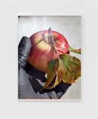 Apple and Black Glove by Roe Ethridge contemporary artwork sculpture