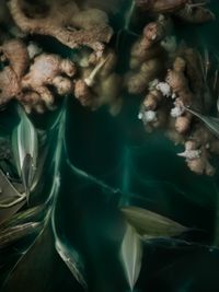 She could lie on her back and sink (Ginger, Imbir, Asian ginger, Zingiber) by Ann Shelton contemporary artwork print