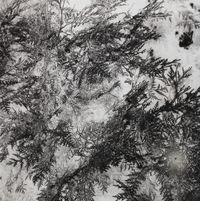 Pine by Chen Xiaoyi contemporary artwork photography