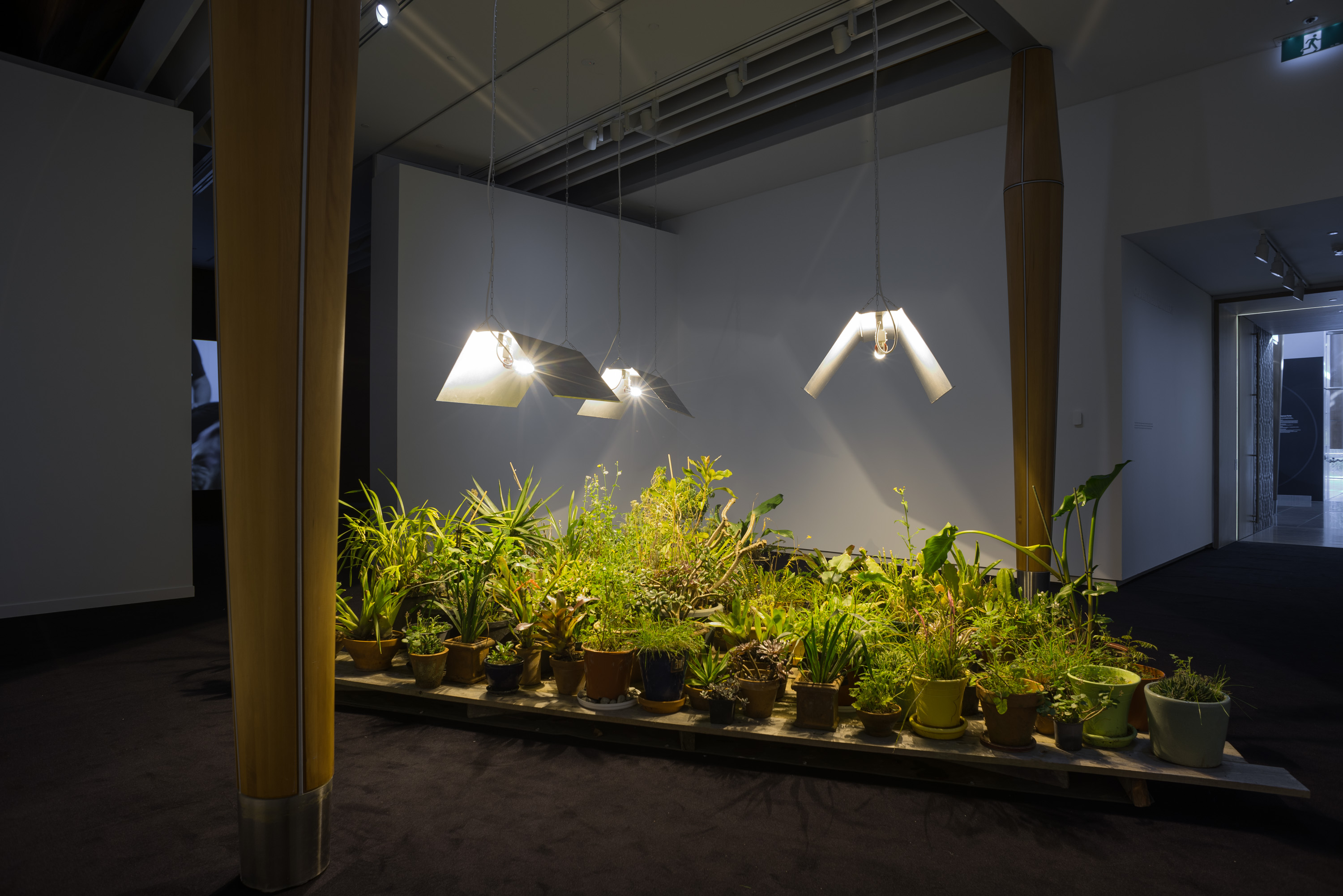 Shannon Te Ao, Okea ururoatia (never say die) (2016). Collection of plants, display furniture, ultra violet lights.