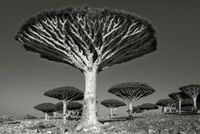 Diksom Forest by Beth Moon contemporary artwork photography