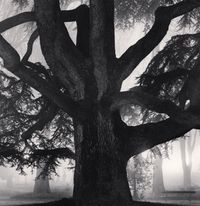 Giant Tree, Giardini Pubblici, Reggio Emilia, Italy by Michael Kenna contemporary artwork photography