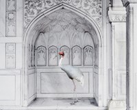 Homage to Ustad Mansur, Red Fort, Agra by Karen Knorr contemporary artwork photography