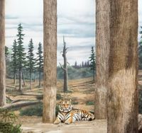 Tiger and forest by Eric Pillot contemporary artwork photography