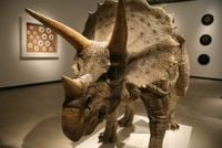 Triceratops by Sun Yuan + Peng Yu contemporary artwork sculpture