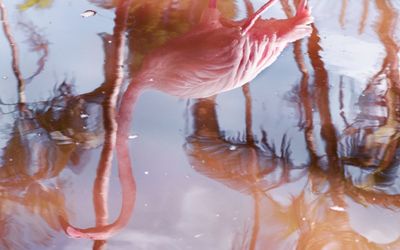 Anastasia Samoylova, Flamingo Reflection (2018) (detail). Archival pigment print, mounted, framed, 100 x 80 cm. Courtesy Galerie—Peter—Sillem.