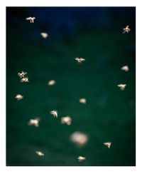 Song Sting Swarm #17 by Anne Noble contemporary artwork photography