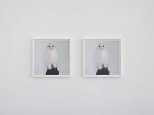 Dead Owl by Roni Horn contemporary artwork print