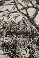 Dapple by William Kentridge contemporary artwork 5