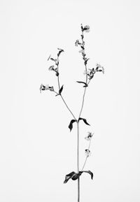 Silene diodica (Rote Waldnelke) by Peter Mathis contemporary artwork photography, print