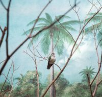 Wompoo fruit dove and palm trees by Eric Pillot contemporary artwork photography