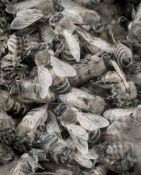 Song Sting Swarm #5 by Anne Noble contemporary artwork photography