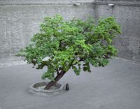 Tree by Shen Wei contemporary artwork photography