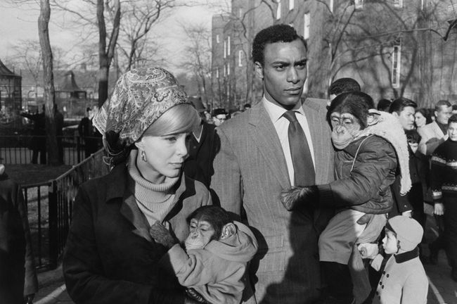 Central Park Zoo, New York by Garry Winogrand contemporary artwork