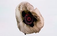 Poppy: Barr's White by Irving Penn contemporary artwork photography