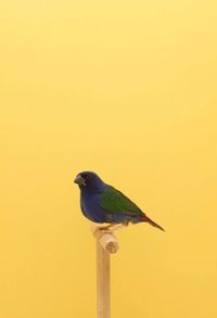 Forbes Parrot Finch #1 by Luke Stephenson contemporary artwork photography