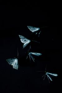 Moths by Léonard Pongo contemporary artwork photography