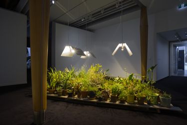 Shannon Te Ao, Okea ururoatia (never say die) (2016). Collection of plants, display furniture, ultra violet lights. Courtesy of the artist and Robert Heald Gallery, Wellington.Image from:Doryun ChongRead ConversationFollow ArtistEnquire