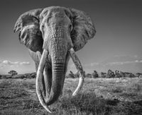 Space for Giants by David Yarrow contemporary artwork photography