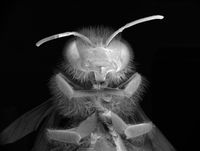 Dead Bee Portrait #14 by Anne Noble contemporary artwork photography