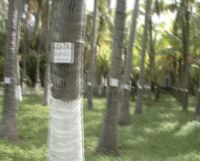 Coconut Graveyard by Xu Qu contemporary artwork moving image