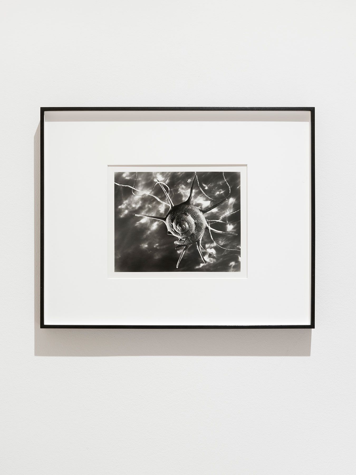 Ruth Bernhard's Art For Sale, Exhibitions & Biography