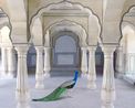 A Moment of Solitude by Karen Knorr contemporary artwork Print
