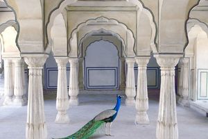 Karen Knorr