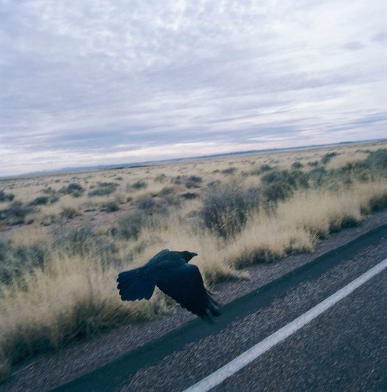 Raven by Joyce Campbell contemporary artwork Photography