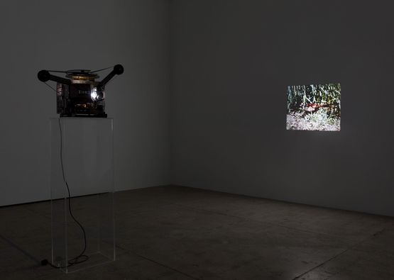 Pheasant by James Coleman contemporary artwork Moving Image