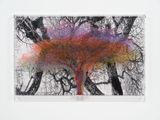 Numbers and Trees Tanzania Series 3 Acacia Tree 7 Hadzabi by Charles Gaines contemporary artwork mixed media