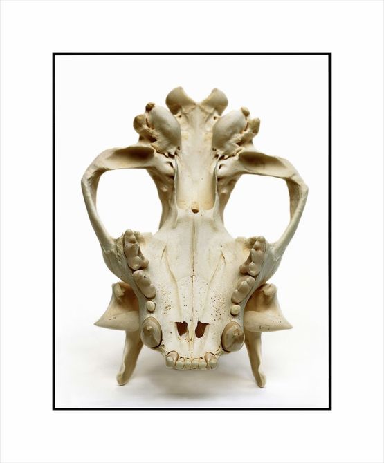 Tiger Skull by David Bailey contemporary artwork Photography